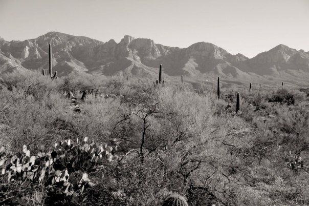 The Sonoran Desert.  Tucson, Arizona.  Photo by Evan Schneider.