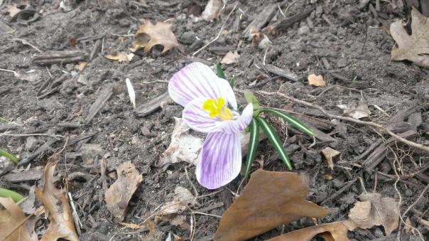 My sister's photo of the first flower of 2014 in her neck of the woods.